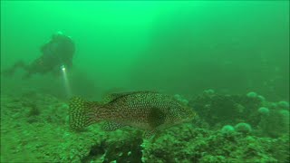 St Andre wreck dive The Farnes [upl. by Joell776]