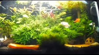 10 Gallon Overstocked Community Tank [upl. by Ahsina]