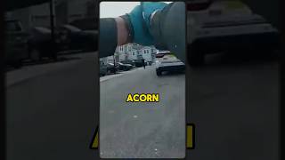 Insane cop PANICS over an ACORN [upl. by Eiba]