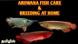 BREEDING AROWANA FISH AT HOME AROWANA FISH FULL CARE IN TAMIL arowanafish [upl. by Caz]