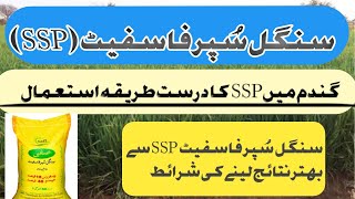 Use of SSP in wheat Single super phosphate how much effective SSP for Wheat crop SSP fertilizers [upl. by Ahseket324]