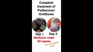 Complete treatment for PsittacosisOrnithosis shukarog in birds antibiotic medication under 50 [upl. by Ingaborg]