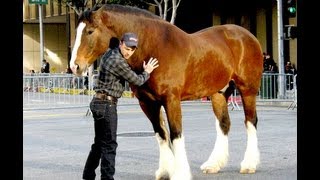 Behind the Scenes  Budweiser Super Bowl Ad Clydesdales Perfect Hoof Wear [upl. by Malha]