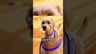 Watch How This Brave Dog Conquers His Fear [upl. by Enhpad131]