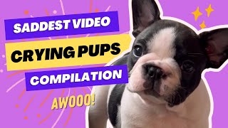 Crying Puppies Compilation the saddest French Bulldog pups 😭 [upl. by Nydroj392]