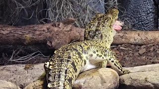 Morelets Crocodiles Eating Organic Chicken Hearts and Gizzards share trending subscribe follow [upl. by Audley394]