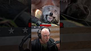 Joe Rogan on why Wolves are Afraid of People [upl. by Anairad]