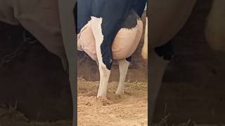 worlds biggest udder cowholsteinfriesian shortvideo [upl. by Zia]