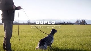 DUPLO  Setter Inglese figlio di Lupin dello Zorino [upl. by Ellenrahs]