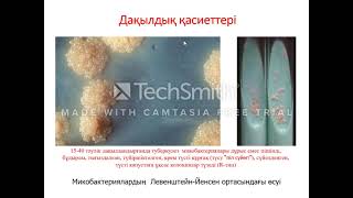 Mycobacteria Туберкулез [upl. by Amalia]