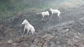 first time dog and goat boy in the meetingand rescue both at village 3 April 2024 [upl. by Fritzie]