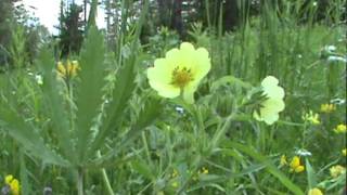 MyNature Apps Identifying Sulphur CinquefoilPotentilla recta [upl. by Harwell794]