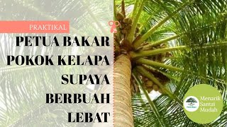 Petua Bakar Pokok Kelapa Supaya Cepat Berbuah dan Lebat  Booster Pokok Kelapa landskap gardening [upl. by Eadrahs]