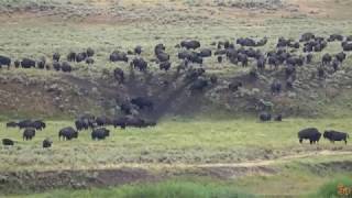 100s of bison fleeing Yellowstone crossing valleys  HD  2017 [upl. by Aida192]