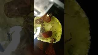 Ostracods and snails eating a zucchini [upl. by Anele]