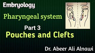 Embryology 3 Pharyngeal pouches and clefts DrAbeer Ali Alnawi [upl. by Araihc154]