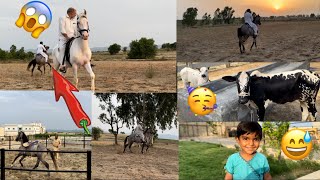 We are doing horse riding and what happened to my horse and good news we buy a new cowdailyvlog [upl. by Capriola]