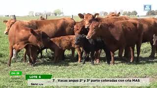 Ov 29 Agroexp Las Catalinas [upl. by Enahsed224]