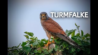 TURMFALKE Zwitscherportrait kleinfein  Video Bild Ruf und Steckbrief [upl. by Bria439]