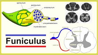 funiculus [upl. by Nolat]