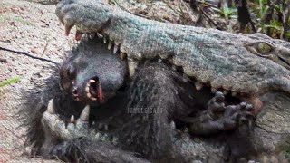 15 Moments Monkey Hunt Brutally by Other Animals [upl. by Cocke]