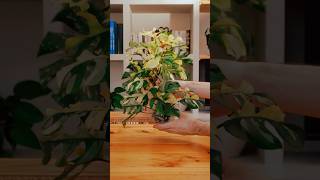 Repotting this Raphidophora Tetrasperma Albo aureumbotanicals houseplants plants rhaphidophora [upl. by Intosh]