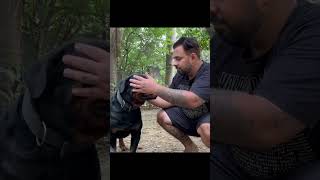 When You Have An Aggressive Rottweiler Dog shorts doglover rottweiler [upl. by Standice]