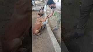 My Dog ShakeHand😅shortsdogviralvideo [upl. by Avraham]