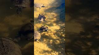 Turtles won’t leave you alone turtles backyardvibes turtle sea [upl. by Hpeseoj974]