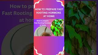 How to prepare Fast Rooting Hormone at homeshortsyoutube [upl. by Kirred]