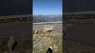 Sankh Poonch FarhanZubairVlogs short shorts youtube youtuber youtubeshorts travel [upl. by Annasoh]