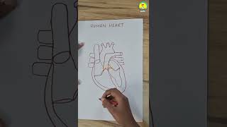 HEART  heart diagram drawing  easy diagram  labelled diagram of heart [upl. by Nawj]