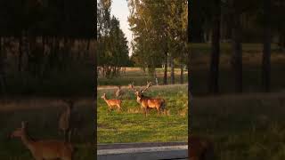 Incredible Red Stag Roaring During Rut [upl. by Anyar]