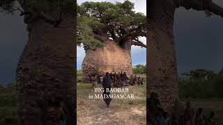 The big baobab tree in Madagascar also known as Adansonia grandidieri is a towering symbol of life [upl. by Ingamar179]