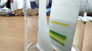 Thin Layer Chromatography of Spinach nonpolar pigments [upl. by Iand404]