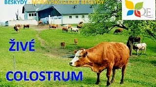 COLOSTRUM  Kolostrum IGG40 [upl. by Introk737]