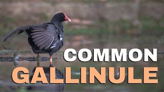 Common Gallinule Diet and Ecology Aves  Gruiformes  Rallidae  Gallinula galeata [upl. by Icat]