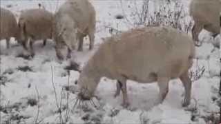 Sheep Digging Through The Snow [upl. by Nav]