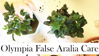 Olympia False Aralia Care Tips and RePotting [upl. by Lathrope728]