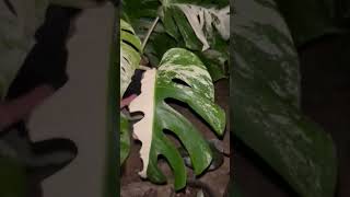 Variegated monstera plant online order now WhatsApp no 9122907352 [upl. by Andres]