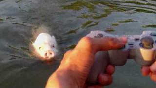 das ferngesteuerte MotorbootSchwein  Remote Controlled MotorboatPigmpg [upl. by Leffen358]