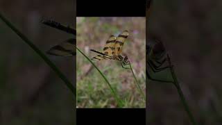 Beautiful dragonflies in 4k [upl. by Reywas]