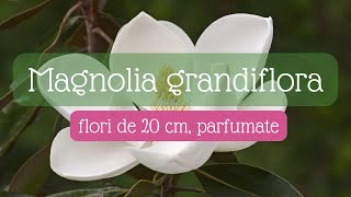 Singura magnolie cu flori foarte mari si parfumate  Magnolia grandiflora [upl. by Nanah]