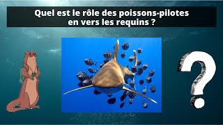 Quel est le rôle des poissonspilotes [upl. by Macnair]