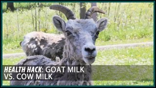 Goat Milk vs Cow Milk Health Hacks Thomas DeLauer [upl. by Gladi]