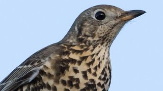 Song Thrush Singing  Turdus philomelos 🇭🇷 Ptice Hrvatske Croatia Bird  Drozd cikelj [upl. by Durr]