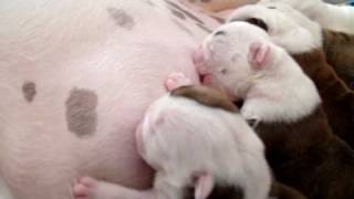 British Bulldog Puppies Feeding time [upl. by Gula]