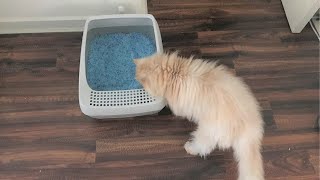 PetSafe Deluxe Crystal Litter Box System Review [upl. by Naahs]