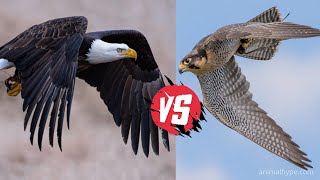 Peregrine Falcon vs Bald Eagles [upl. by Kathi]