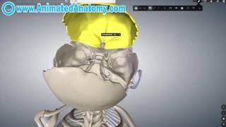 Skull Anatomy  Inside And Inferior Head Anatomy 3 [upl. by Pearman]